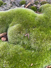green moss on a rock