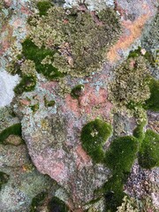 lichen on stone