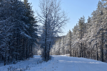 Forest path in Quebec, Canada, on a beautiful but cold winter day