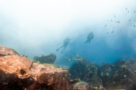 Scuba divers swimming with a grey reef sharks with underwater white foam