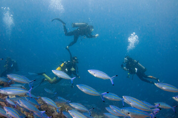 Group of Scuba divers swimming with school of fusilier fish in foreground