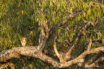 Fototapeta premium Indian pond heron Ardeola grayii on a tree in the Hiran river. Sasan. Gir Sanctuary. Gujarat. India.