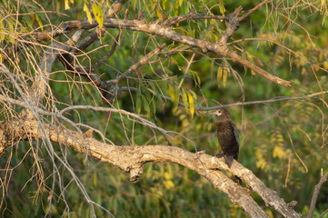 Little cormorant Microcarbo niger on a branch. Hiran river. Sasan. Gir Sanctuary. Gujarat. India.