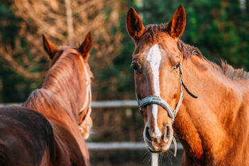 horses in the paddock, sunny day, chestnut horses