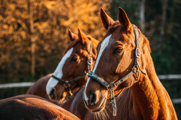 Obraz premium horses in the paddock, sunny day, chestnut horses