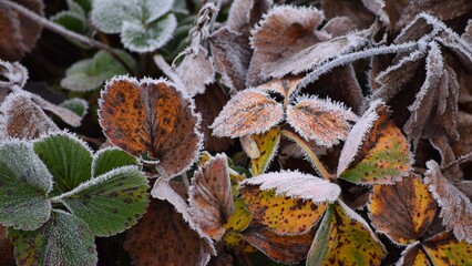 Strawberry plants in Winter