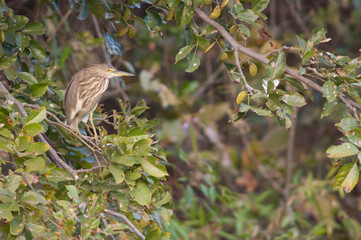 Indian pond heron Ardeola grayii on a branch. Hiran river. Sasan. Gir Sanctuary. Gujarat. India.