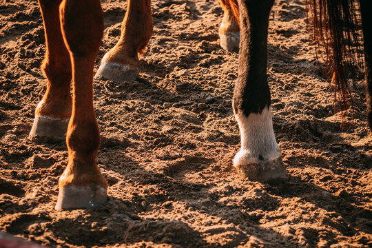 horse legs, a few horses, sandy paddock, horse hooves