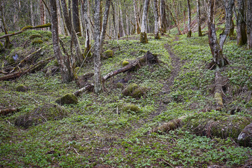 path in the valley at spring