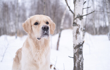 Portrait of a beige dog in a snowy winter forest. A golden retriever stands in a snowdrift against a background of trees. The winter forest is covered with snow.