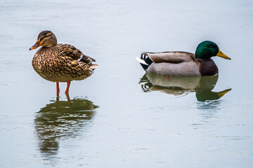 Drake with duck on melted ice of lake in winter