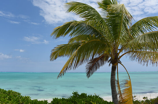 Bahamas- Mayaguana- Palm, Beach and Aqua Sea Paradise