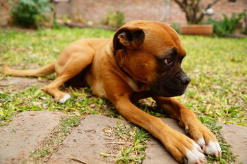 Perra de raza de boxeador aburrida en el patio de una casa