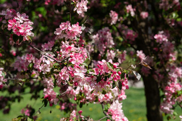 flowering tree in spring