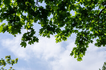 Fototapeta premium view of the sky through maple leaves