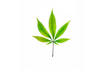 Green marijuana leave isolated on white background