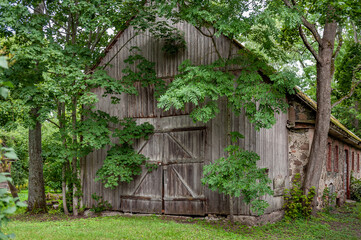 An old wooden barn overgrown with trees that its hard to get inside.