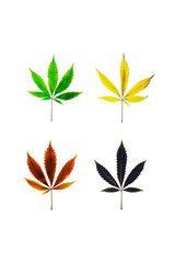 Four colored marijuana leaves, square shape on white background