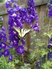 butterfly on flowers