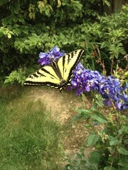 butterfly on a flower