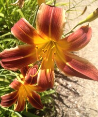 tiger lily flower