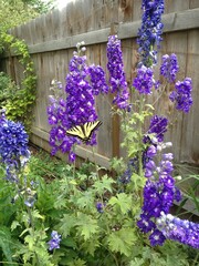 flowers with butterfly in the garden