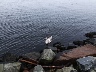 white-black swan swimming in the water - Lysaker