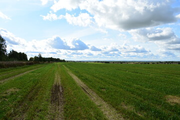 landscape with field and blue sky