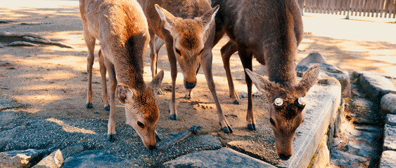 Deers at Nara Park, a public park located in the city of Nara, Japan, at the foot of Mount Wakakusa.