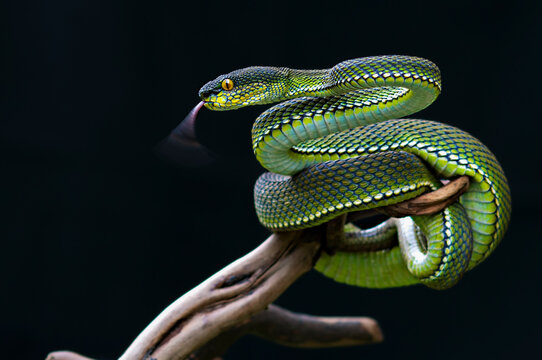 Mangrove pit Viper on black background