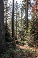 Small raised hide for hunting in the middle of the forest