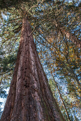 Fototapeta premium Big and huge mammoth tree in the middle of the forest
