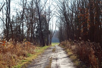 Obraz premium The long empty sidewalk in the autumn park.