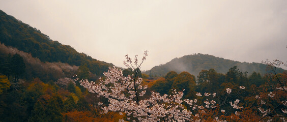 Looking at mountain range through Cherry blossom.