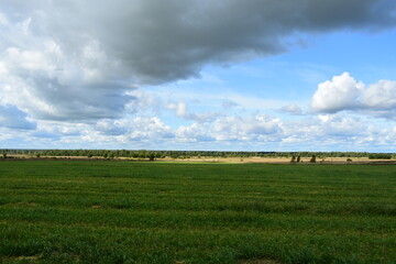 Fototapeta premium green field and sky