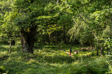 green route, forest of the Centennial Oaks, Munain and Okariz, Alava, basque country, spain