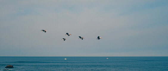 Pelicans flying by in Monterey, California.