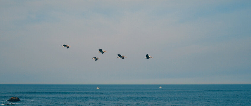 Pelicans flying by in Monterey, California.