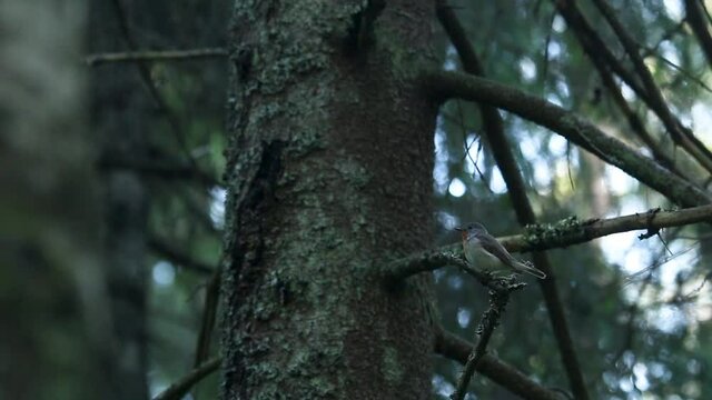 A small songbird Red-breasted flycatcher, Ficedula parva perched in an old-growth boreal forest in Estonia, Northern Europe.	