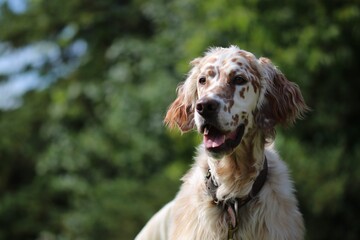 Orange Belton English Setter gaping at view in public park setting on sunny day in summer 