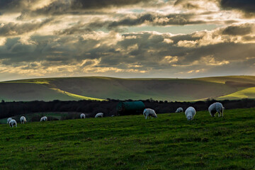 A Rural South Downs View, with Grazing Sheep © lemanieh