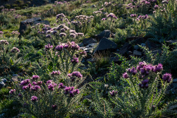 thistles, Col de Tentes, Gavarnie, French Pyrenees, France