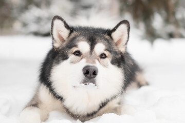 alaskan malamute lying in snow. Dog winter.