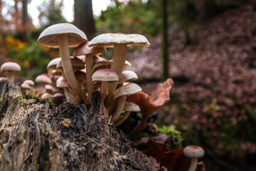 A bunch of mushrooms on an old dead tree trunk