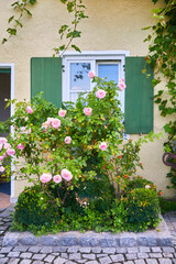 Fototapeta na wymiar Beautiful rose bush on a house wall in Bavaria, southern Germany.