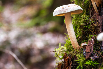 A bunch of mushrooms on an old dead tree trunk