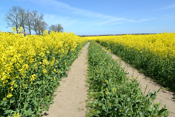 Fototapeta na wymiar Field track among the flowering rapeseed field