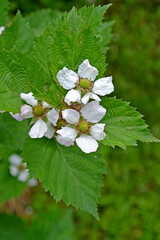Blackberry flowers are artisanal (Rubus fruticosus L.)