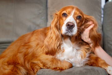Cute cocker spaniel dog pet inside a family house