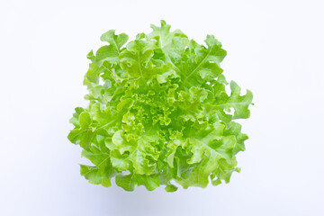 Obraz premium Green oak lettuce on white background